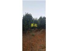 清流县林畲兄弟宏达苗木种植专业合作社产品展示