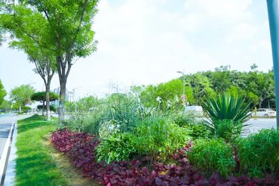 高新区街头草花“换新装” 扮靓城市夏季“容颜”