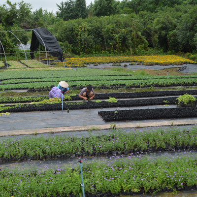 重庆苗木基地,花木种植基地,园林批发,园林设计,绿化工程等